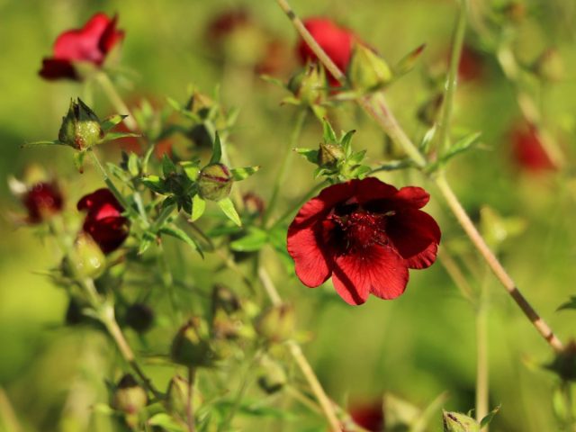 У сорта «Королевский вельвет» (Potentilla atrosanguinea 'Monarch's Velvet') 5-сантиметровые цветки глубокого винного окраса с тёмно-вишнёвым глазком