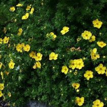 Сорт «Аннет» (Potentilla fruticosa 'Annette')