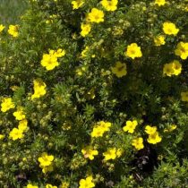 «Дакота Санспот» (Potentilla fruticosa 'Dakota Sunspot')