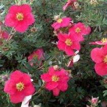 «Данни Бой» (Potentilla fruticosa 'Danny Boy')