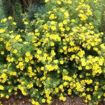 Сорт «Дартс Голддиггер» (Potentilla fruticosa 'Dart`s Golddigger')