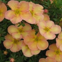 Сорт «Дейдаун» (Potentilla fruticosa 'Daydawn')