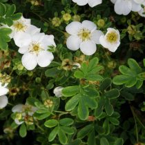 Сорт «Эспринзессин» (Potentilla fruticosa 'Eisprinzessin')