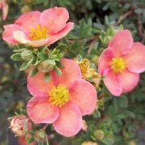 «Гламур Герл» (Potentilla fruticosa 'Glamour Girl')