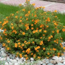 «Хоплейс оранж» (Potentilla fruticosa 'Hopley's Orange')