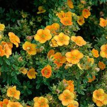 «Манго Танго» (Potentilla fruticosa 'Mango Tango')