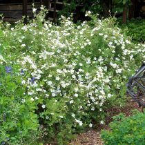 «Маккей Уайт» (PotСорт «Маккей Уайт» (Potentilla fruticosa 'McKay`s White')entilla fruticosa 'McKay`s White')