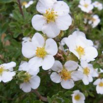 Сорт «Сноуфлейк» (Potentilla fruticosa 'Snowflake')