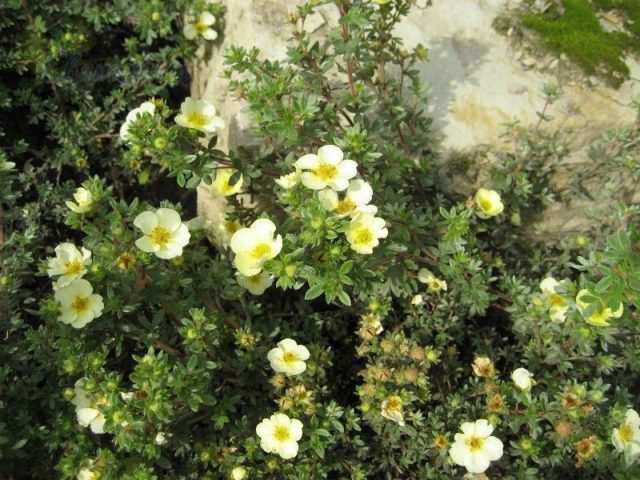 Сорт «Тилфорд Крем» (Potentilla fruticosa 'Tilford Cream')