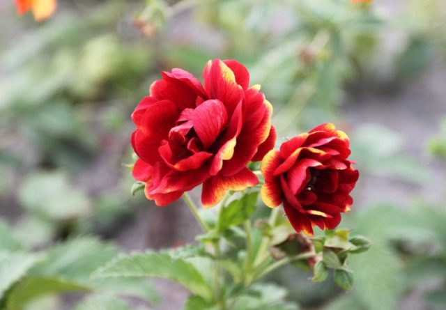 Сорт «Радуга» (Potentilla nepalensis 'Arc-en-Ciel') 45 см в высоту, цветки махровые, ярко-красные с неравномерно жёлтыми краями лепестков Сорт «Радуга» (Potentilla nepalensis 'Arc-en-Ciel') 45 см в высоту, цветки махровые, ярко-красные с неравномерно жёлтыми краями лепестков