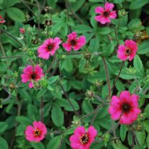 Сорт «Рон Макбет» (Potentilla nepalensis 'Ron Mcbeath') Сорт «Рон Макбет» (Potentilla nepalensis 'Ron Mcbeath')