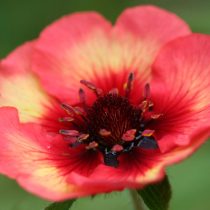 Сорт «Роксана» (Potentilla nepalensis 'Roxana') Сорт «Роксана» (Potentilla nepalensis 'Roxana')