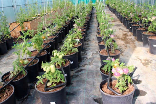 Новый сорт томатов помогает эффективнее снижать холестерин в крови