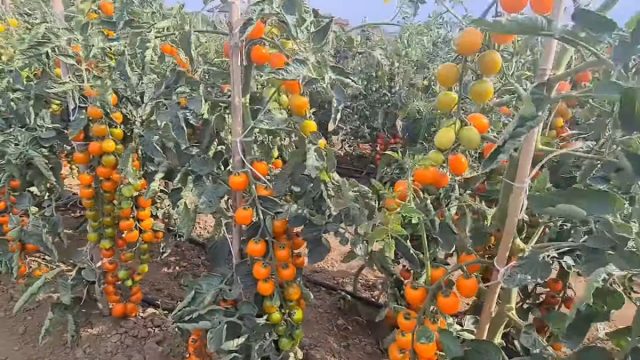 Просто потрясающий вид приобретают кусты гибрида «Оранжевая гирлянда» во время созревания плодов. Кажется, будто они усыпаны маленькими солнечными апельсинами