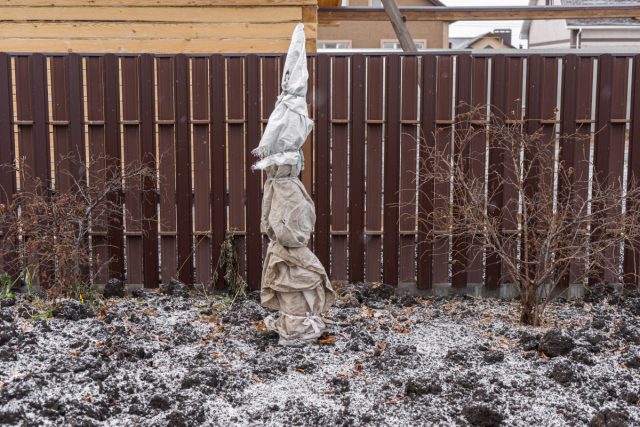 Укрытые с осени растения требуют в марте особого внимания. Пора устраивать им проветривание: приоткрывать с торцов, а в тёплую пасмурную погоду открывать полностью - пусть привыкают к воздуху и свету.