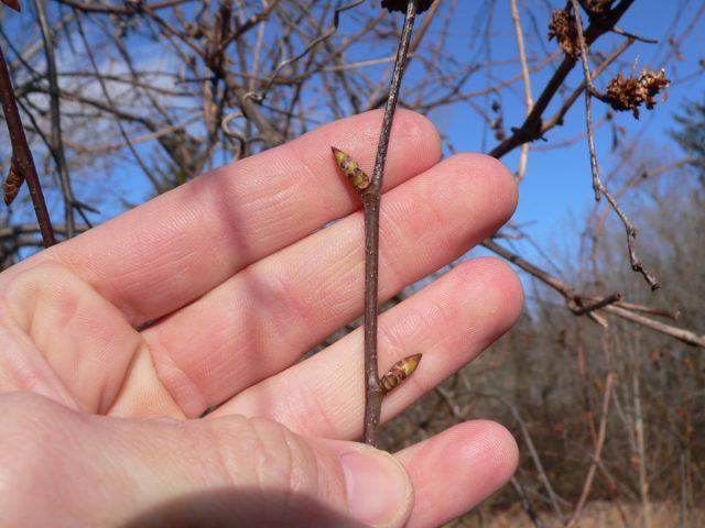 Обрезка плодовых логично сочетается с осмотром деревьев на предмет повреждений и лечением. А также весенним сбором почек для полезного чая.
