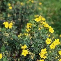 С желто-оражевыми цветками «Солар Иссима» (Potentilla fruticosa 'Solar ISSIMA').