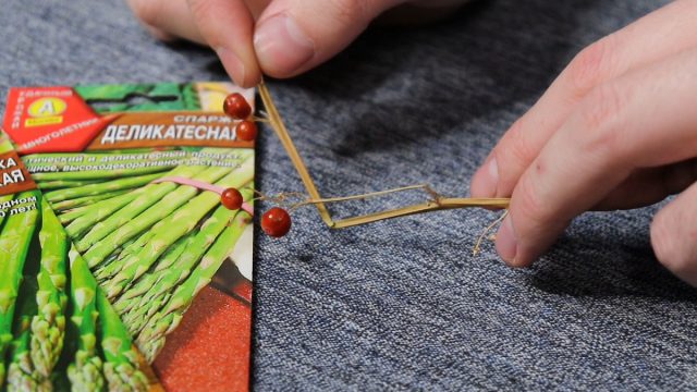 Аспарагус относится к двудомных культурам – у этой культуры существуют мужские кусты (с пыльцой) и женские, на которых созревают оранжевые ягоды с семенами Аспарагус относится к двудомных культурам – у этой культуры существуют мужские кусты (с пыльцой) и женские, на которых созревают оранжевые ягоды с семенами