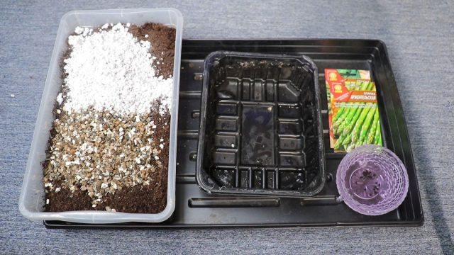 Грунт для рассады спаржи можно взять обычный универсальный, но желательно его немного улучшить внесением: биогумуса и разрыхлителями Грунт для рассады спаржи можно взять обычный универсальный, но желательно его немного улучшить внесением: биогумуса и разрыхлителями
