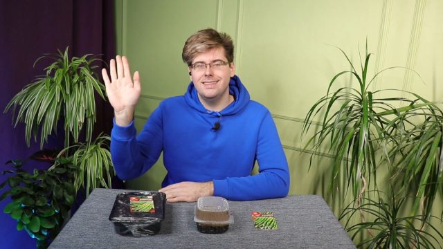 Спаржа — как правильно посеять на рассаду? Спаржа — как правильно посеять на рассаду?