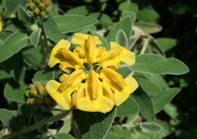 Зопник кустарниковый (Phlomis fruticosa) Зопник кустарниковый (Phlomis fruticosa)