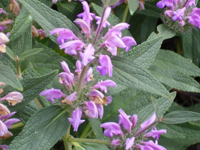 Зопник пурпурный (Рhlomis purpurea) Зопник пурпурный (Рhlomis purpurea)