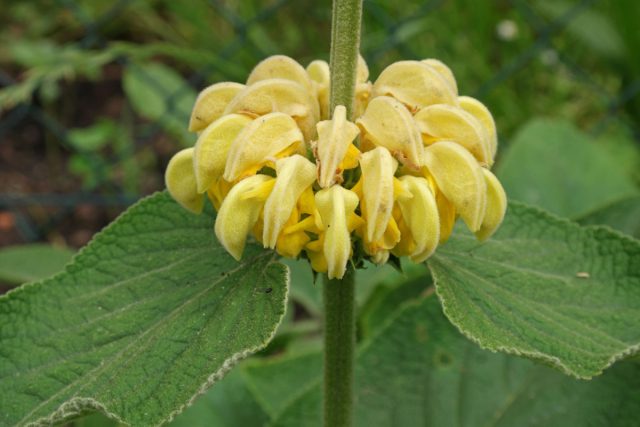 Зопник Рассела (Phlomis russelliana) Зопник Рассела (Phlomis russelliana)