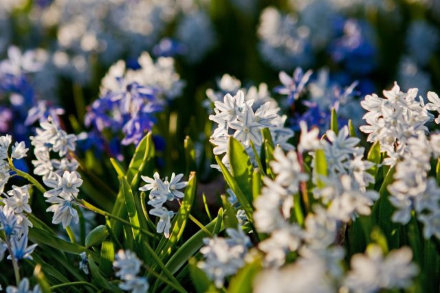 Пролеска сибирская (Scilla siberica) и пролеска сибирская белоснежная (Scilla siberica alba)