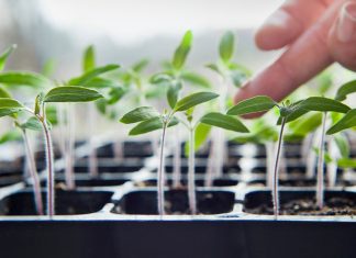 Как ускорить всхожесть семян?