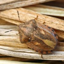 Вредная черепашка (Eurygaster integriceps) не пройдет мимо злаковых культур. 