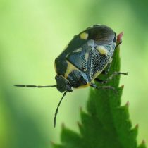 Рапсовый клоп (Eurydema oleracea) полакомится крестоцветными культурами. 