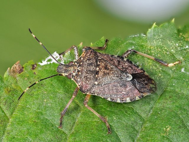 Коричнево-мраморный клоп (Halyomorpha halys Stal.) не прочь полакомиться виноградом, грушей и яблоней, кукурузой и фасолью, перцем и томатами. 