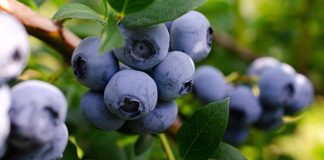 7 ошибок при посадке голубики