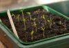 7 способов улучшить всхожесть и ускорить прорастание семян