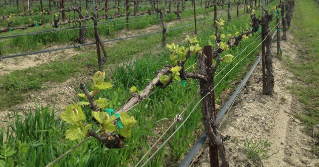 Способов формирования лоз, которые используют профессиональные виноградари, достаточно много. Но новичкам лучше остановиться на самом простом – «на один или два рукава» (метод Гюйо)