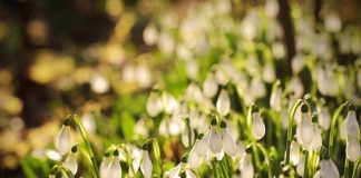 Белые первоцветы для весеннего цветника