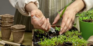 Календарь подкормок овощей - от семян до урожая