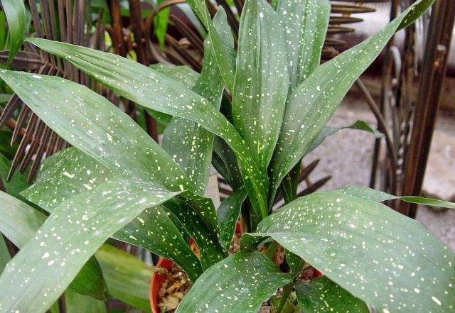 Аспидистра сорта «Милки Вэй» (Aspidistra Elatior 'Milky Way') Аспидистра сорта «Милки Вэй» (Aspidistra Elatior 'Milky Way')