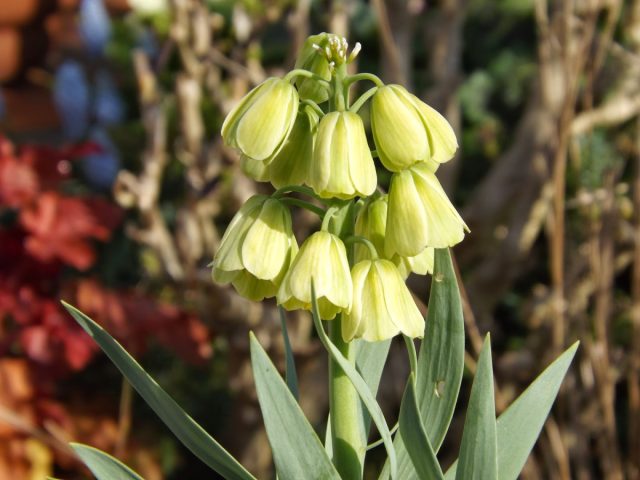 Добавит эффектности рябчик персидский сорта «Альба» (Fritillaria persica 'Alba'). Верхушку стебля усеивают до 30 цветков
