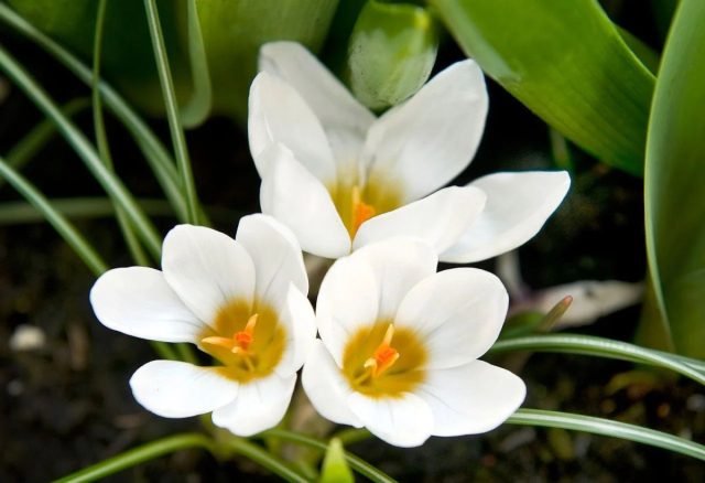 Крокус «Ард Шенк» (Crocus species 'Ard Schenk')