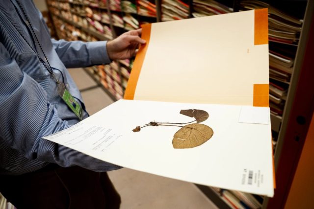 Ботанический сад Миссури воскрешает вымершие виды растений