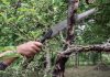 Как восстановить запущенные деревья и улучшить их вид?