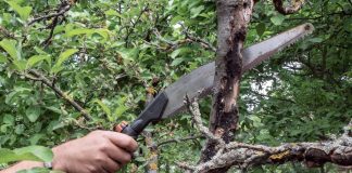 Как восстановить запущенные деревья и улучшить их вид?