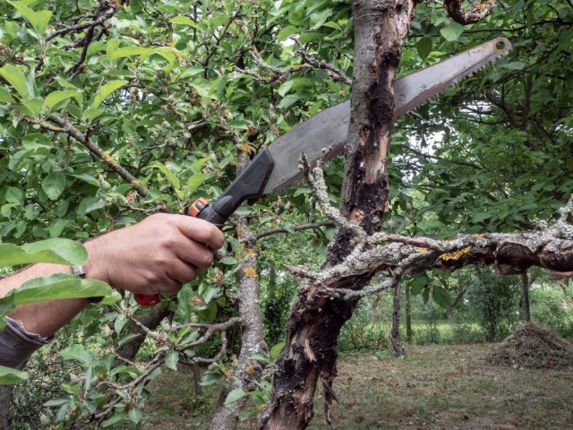 Как восстановить запущенные деревья и улучшить их вид? Как восстановить запущенные деревья и улучшить их вид?