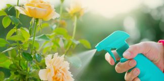 Календарь минеральных подкормок для цветущего сада - Буйские удобрения Календарь минеральных подкормок для цветущего сада