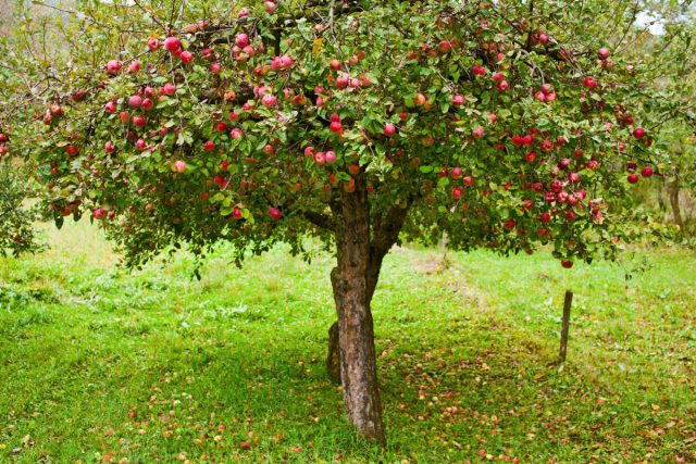 Как правило, период подкормок начинают сразу после сбора урожая. Однако у поздноплодоносящих культур – поздних сортов яблонь, тёрна, рябины, подкормки можно начинать, не дожидаясь уборки.