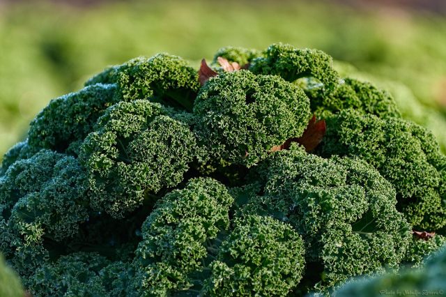 Капуста Кале (Brassica oleracea var. Sabellica) Капуста Кале (Brassica oleracea var. Sabellica)