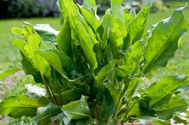 Хорош щавель в пирожках и песочных пирогах, как добавка в салаты, в составе весенней зелени к столу