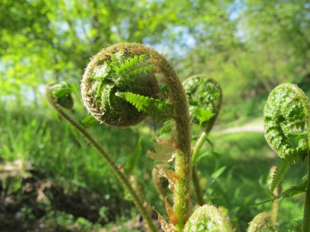 Ещё прекрасные варианты 2 в 1 - папоротники. Орляк (Pteridium aquilinum) - любимый за Уралом ранневесенний продукт