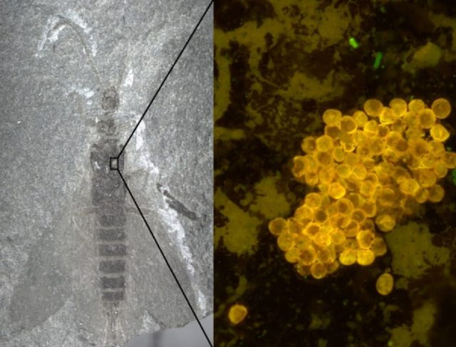 Окаменелость Tillyard Embia (слева) с скоплениями пыльцы (справа), прикрепленными к телу насекомого. 